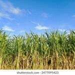 2025017期最新开奖结果及中奖号码公布 0g56y60