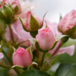 2025010期彩票开奖结果查询与最新号码公布 90b2reg