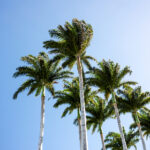 2025006期最新开奖结果查询与中奖号码公布 9wcoauj9