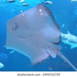 20250061期开奖结果查询与最新公布 cgus61pj4