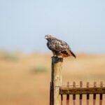 2025009期双色球开奖结果最新公布 u1uqlj37a